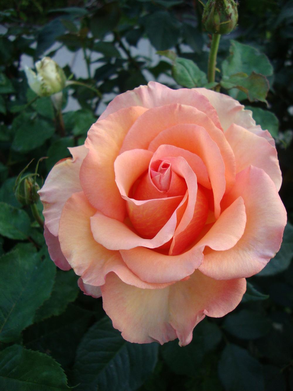 Photo of Rose (Rosa 'Sunstruck') uploaded by Paul2032