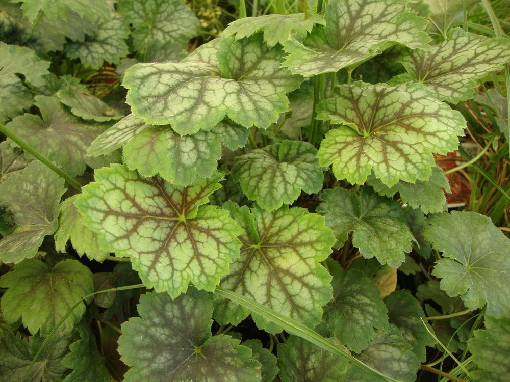 Photo of Coral Bells (Heuchera 'Marvelous Marble') uploaded by Paul2032