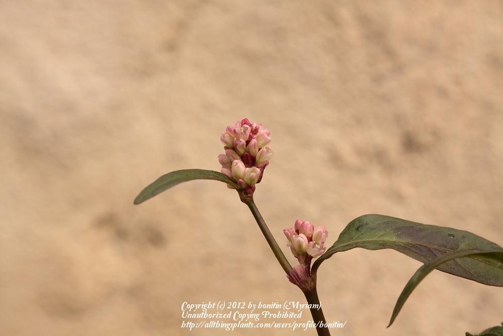 Photo of Spotted Lady's Thumb (Persicaria maculosa) uploaded by bonitin