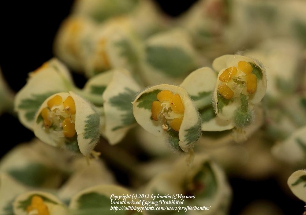 Photo of Euphorbia (Euphorbia characias Silver Swan) uploaded by bonitin