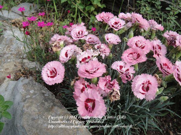 Photo of Pinks (Dianthus Scent First® Raspberry Surprise) uploaded by critterologist