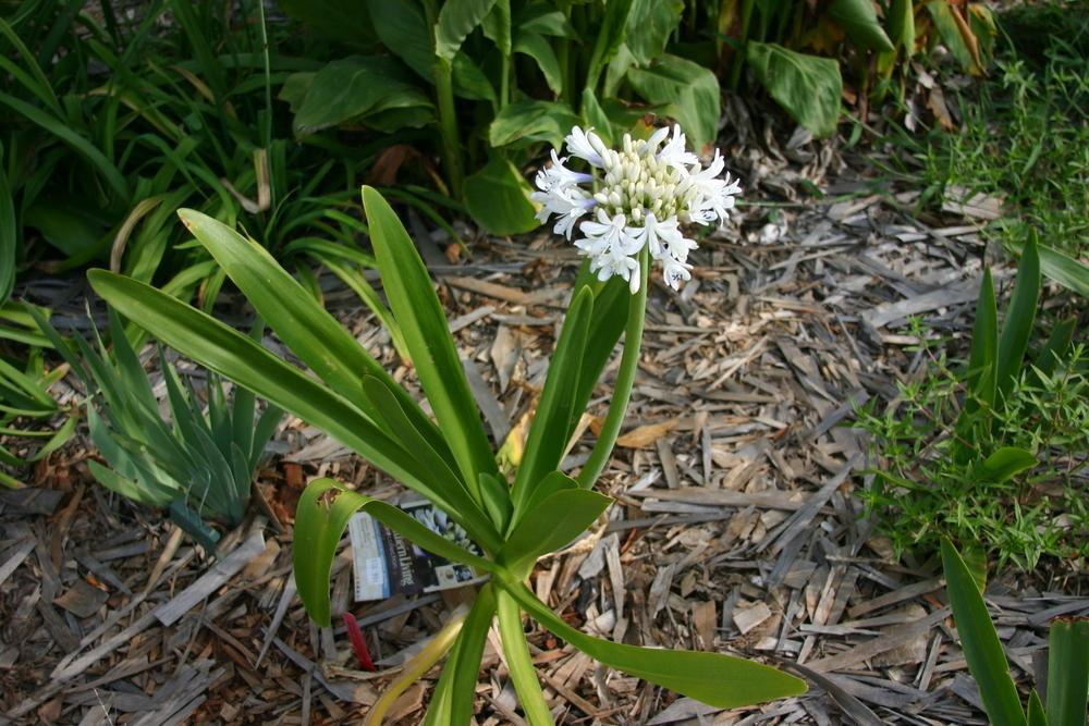 Photo of Lily of the Nile (Agapanthus praecox subsp. orientalis Queen Mum™) uploaded by dave