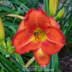 Location: Ithaca, NY
Date: 2006-07-20
Hemerocallis: Old Tangiers