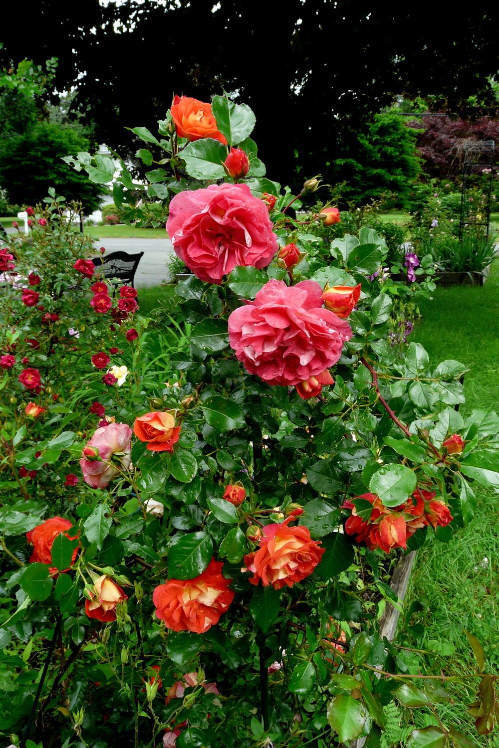 Photo of Rose (Rosa 'Gebrueder Grimm') uploaded by kassiap
