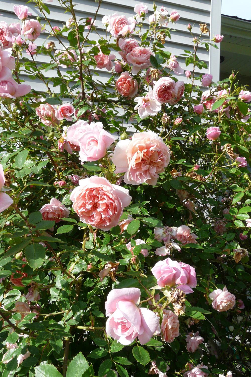 Photo of Rose (Rosa 'Colette') uploaded by kassiap