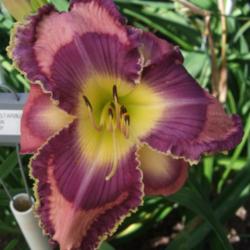 
Photo Courtesy of Fred Manning, Daylily Place. Used With Permissi
