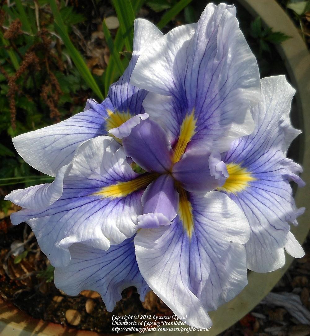 Photo of Japanese Iris (Iris ensata 'Greywoods Social Butterfly') uploaded by zuzu