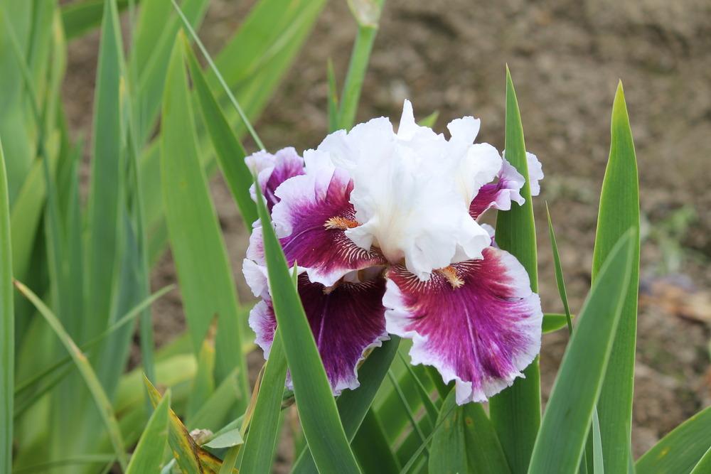 Photo of Tall Bearded Iris (Iris 'Strawberry Freeze') uploaded by ARUBA1334