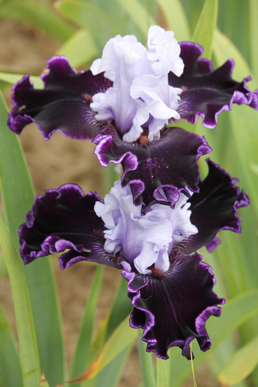 Photo of Tall Bearded Iris (Iris 'Wicked Good') uploaded by ARUBA1334