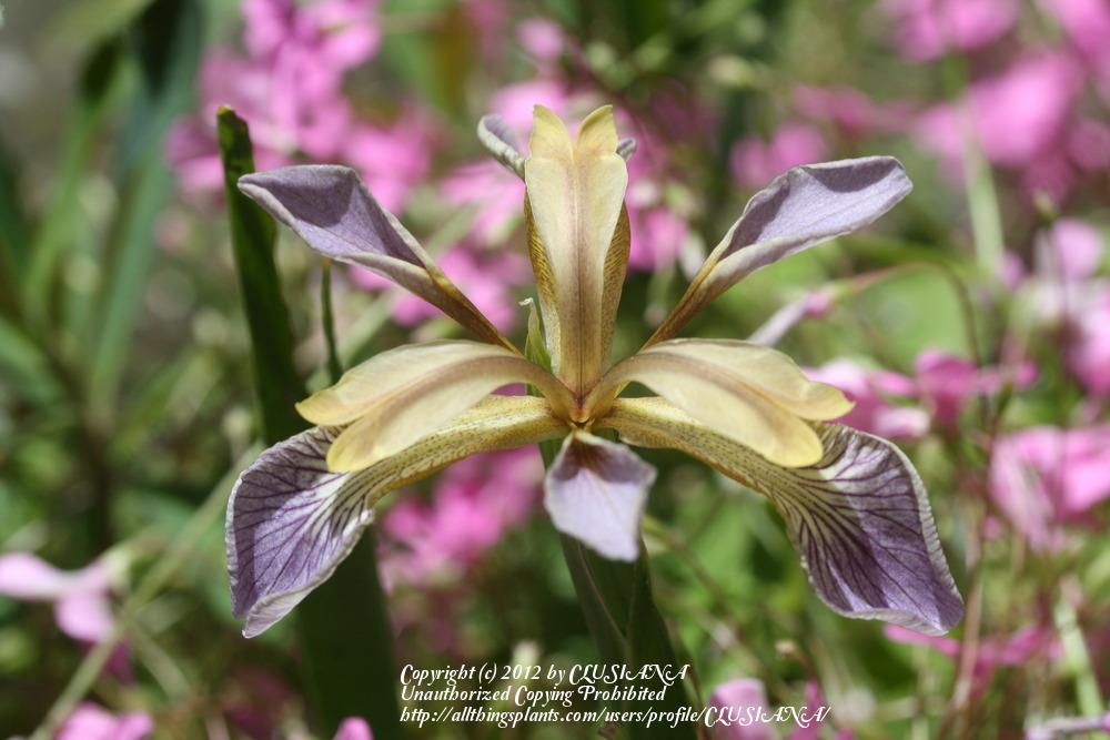 Photo of Species Iris (Iris foetidissima) uploaded by CLUSIANA