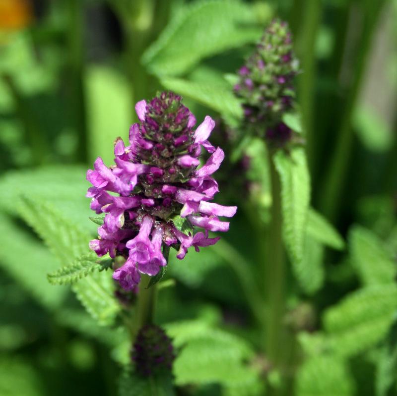 Photo of Betony (Betonica officinalis subsp. officinalis 'Hummelo') uploaded by Calif_Sue