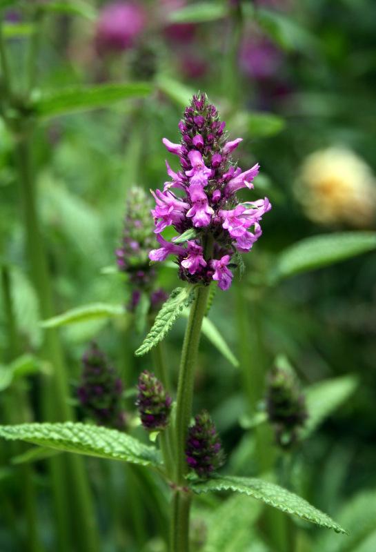 Photo of Betony (Betonica officinalis subsp. officinalis 'Hummelo') uploaded by Calif_Sue