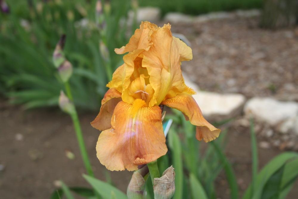 Photo of Tall Bearded Iris (Iris 'Autumn Hues') uploaded by KentPfeiffer