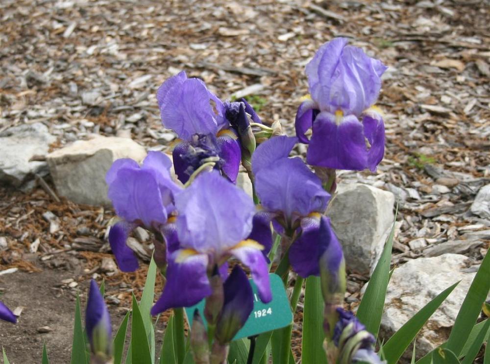 Photo of Tall Bearded Iris (Iris 'Autumn King') uploaded by KentPfeiffer