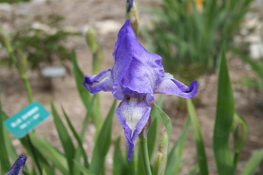 Photo of Tall Bearded Iris (Iris 'Blue Shimmer') uploaded by KentPfeiffer