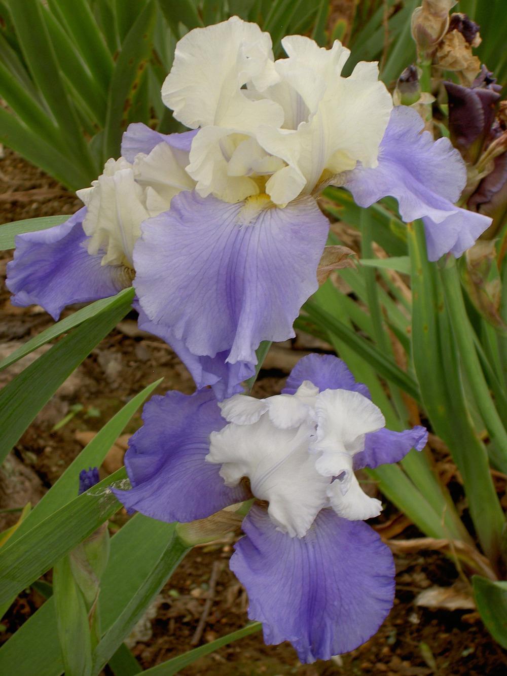 Photo of Tall Bearded Iris (Iris 'Stairway to Heaven') uploaded by Muddymitts