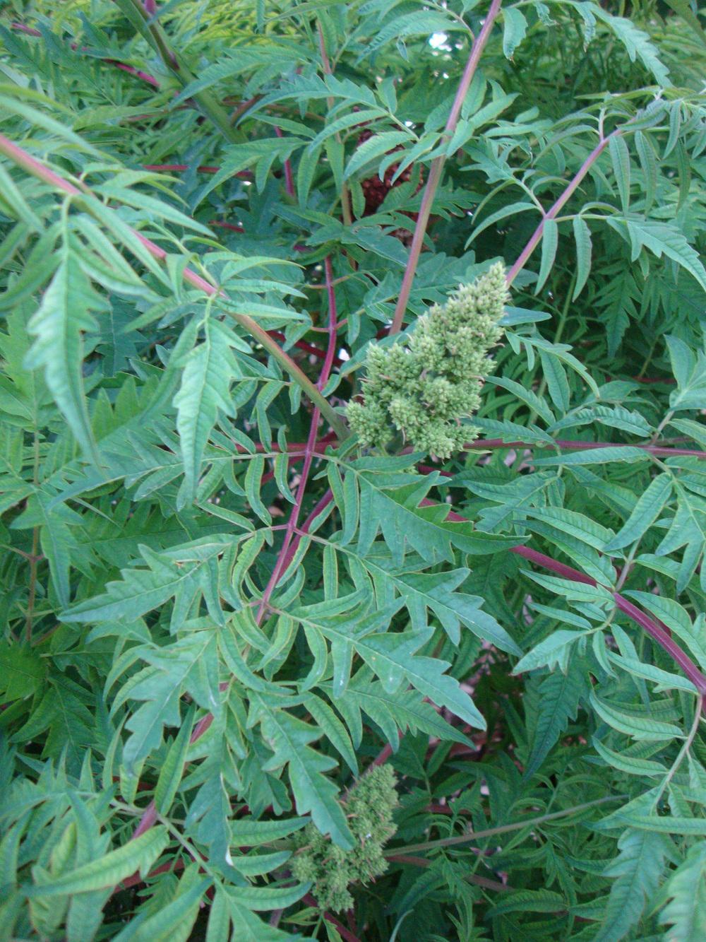 Photo of Staghorn Sumac (Rhus typhina) uploaded by Paul2032