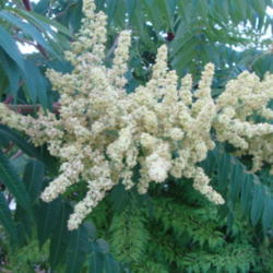
Date: 2012-06-04
Male flower....Sumac have both