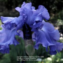 Location: Winterberry Iris Gardens
Date: 2012-05-11