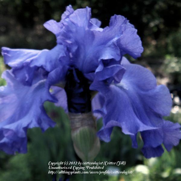 Photo of Tall Bearded Iris (Iris 'Yaquina Blue') uploaded by critterologist