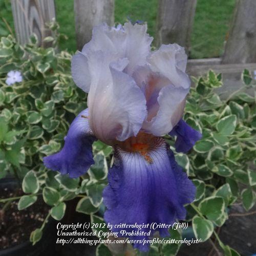 Photo of Tall Bearded Iris (Iris 'Bolder Boulder') uploaded by critterologist