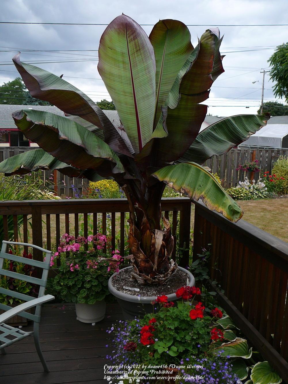 Photo of Red Abyssinian Banana (Ensete ventricosum 'Maurelii') uploaded by duane456