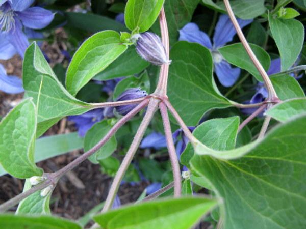 Photo of Clematis 'Arabella' uploaded by goldfinch4