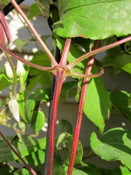Photo of Clematis 'Niobe' uploaded by goldfinch4