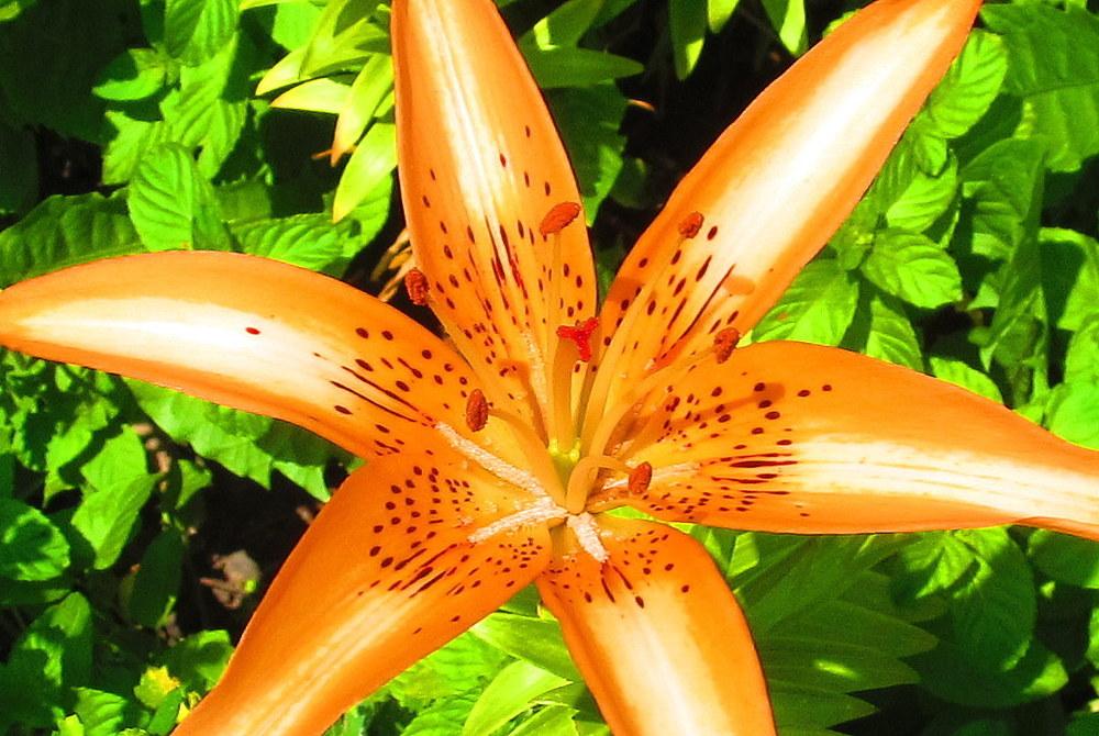 Photo of Lily (Lilium 'Starburst') uploaded by jmorth