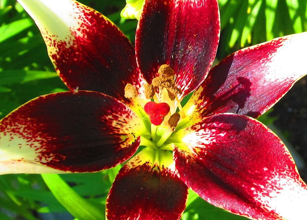 Photo of Lily (Lilium 'Netty's Pride') uploaded by jmorth