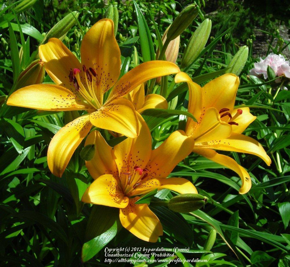 Photo of Lily (Lilium 'Evening Star') uploaded by pardalinum