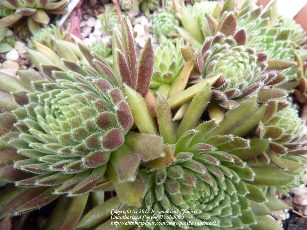 Photo of Hen and chicks (Sempervivum 'Rococo') uploaded by sandnsea2