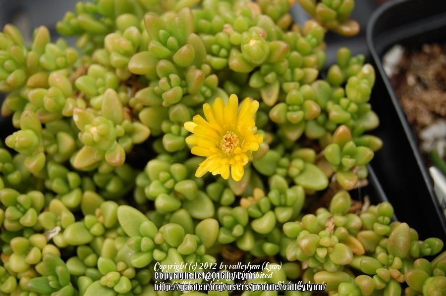 Photo of Yellow Ice Plant (Delosperma nubigenum 'Nanum') uploaded by valleylynn