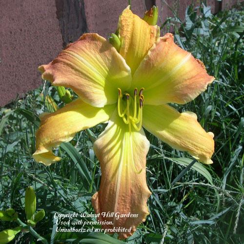 Photo of Daylily (Hemerocallis 'Curious George') uploaded by vic