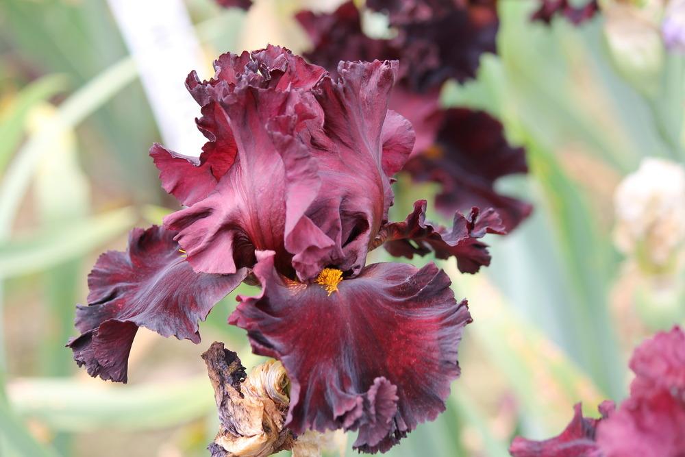 Photo of Tall Bearded Iris (Iris 'Iconic') uploaded by ARUBA1334