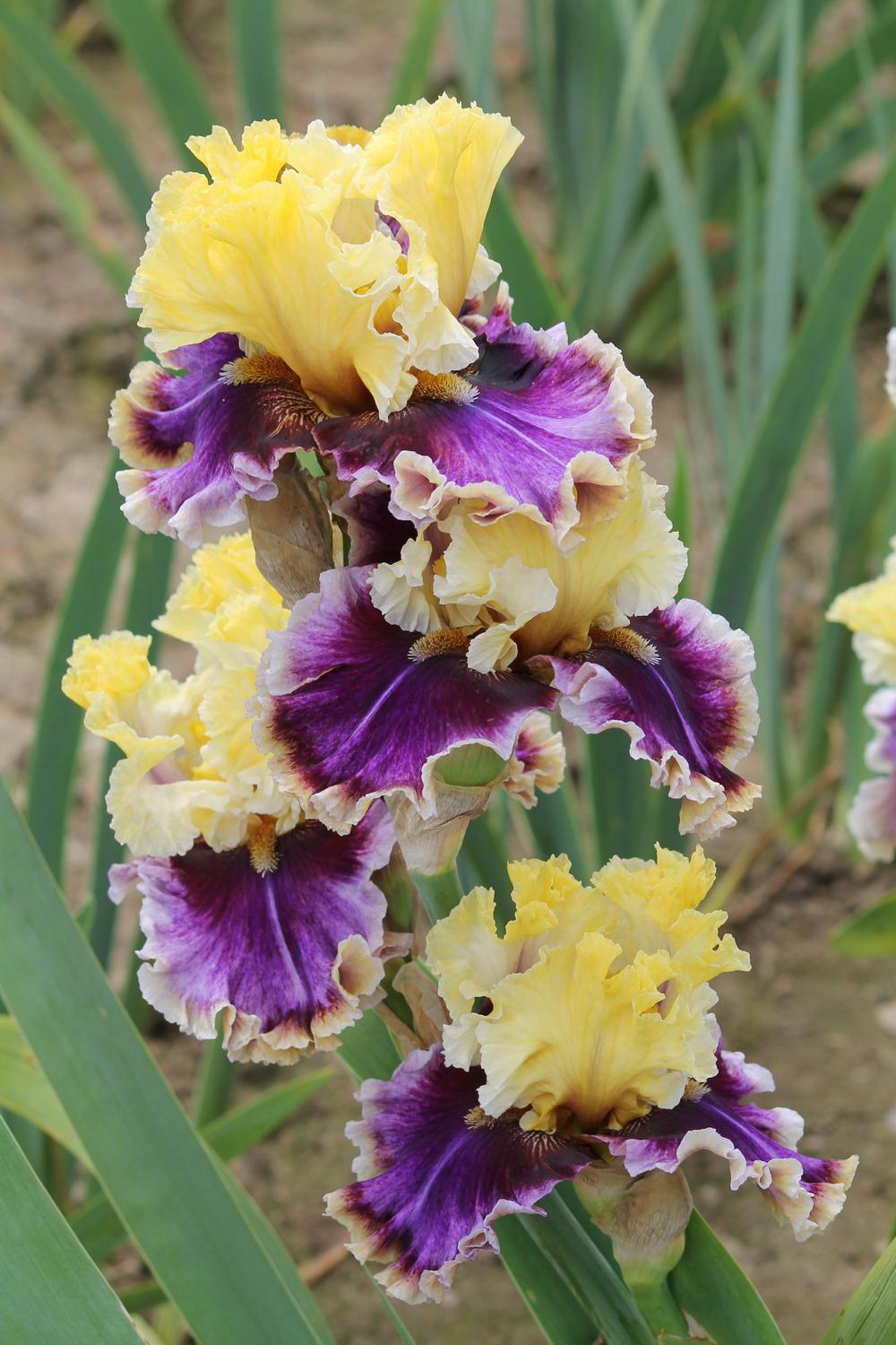 Photo of Tall Bearded Iris (Iris 'Carnival Capers') uploaded by ARUBA1334