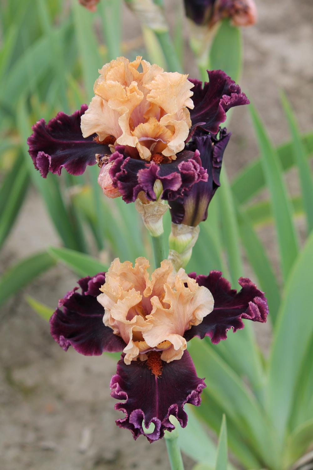 Photo of Tall Bearded Iris (Iris 'Toronto') uploaded by ARUBA1334