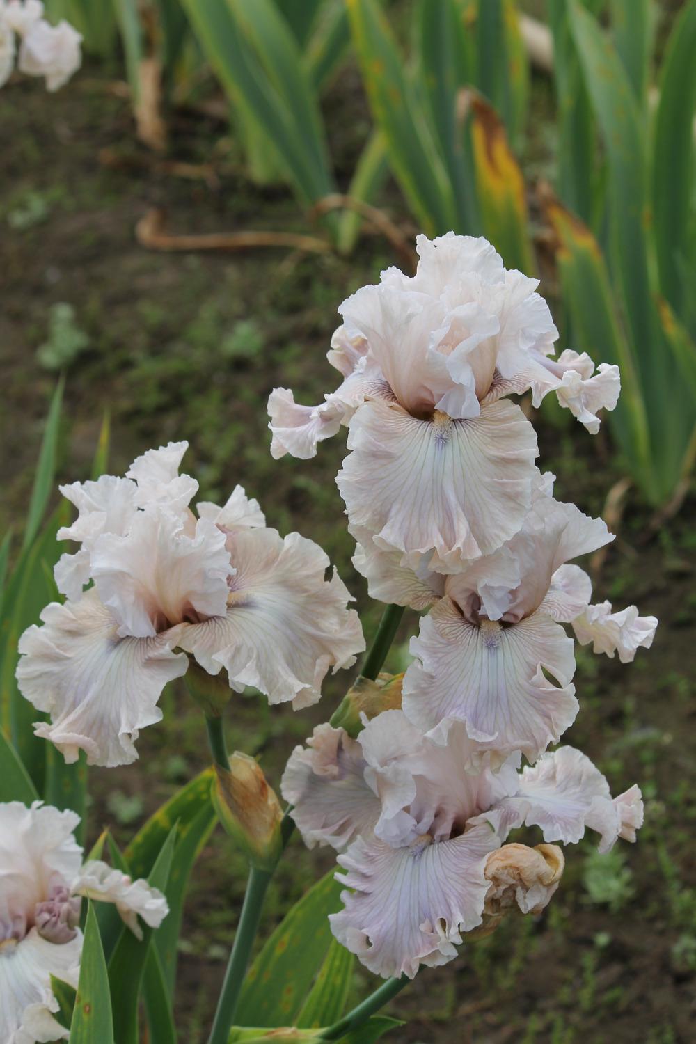Photo of Tall Bearded Iris (Iris 'Friendly Advice') uploaded by ARUBA1334