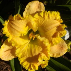 Location: My garden in Bakersfield, CA
Date: 2012-05-29 