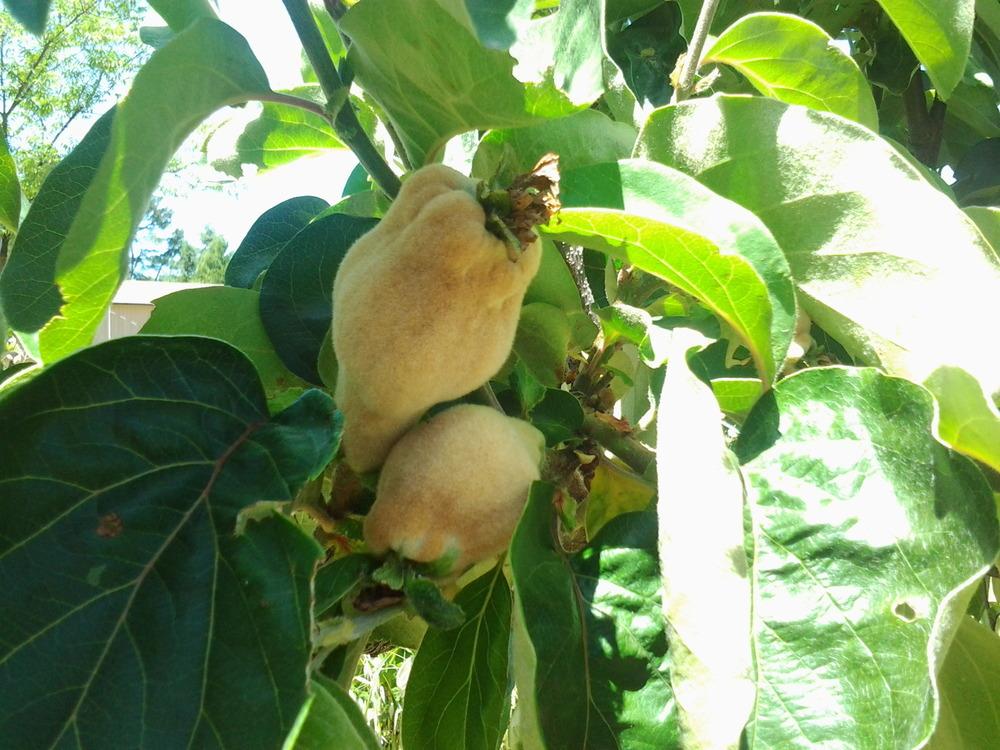 Photo of Quince (Cydonia oblonga) uploaded by Chickensonmars