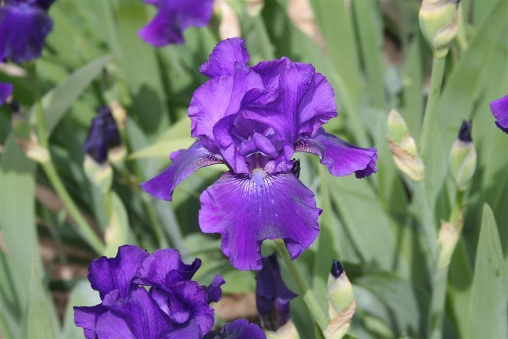 Photo of Tall Bearded Iris (Iris 'Grape Adventure') uploaded by KentPfeiffer