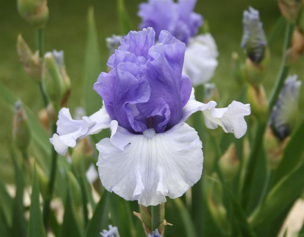 Photo of Tall Bearded Iris (Iris 'Crowned Heads') uploaded by KentPfeiffer