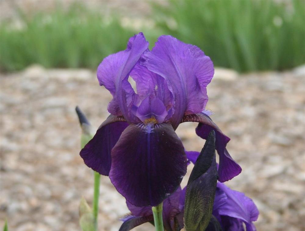 Photo of Intermediate Bearded Iris (Iris 'Gentius') uploaded by KentPfeiffer