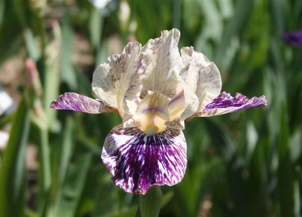Photo of Tall Bearded Iris (Iris 'Gnus Flash') uploaded by KentPfeiffer