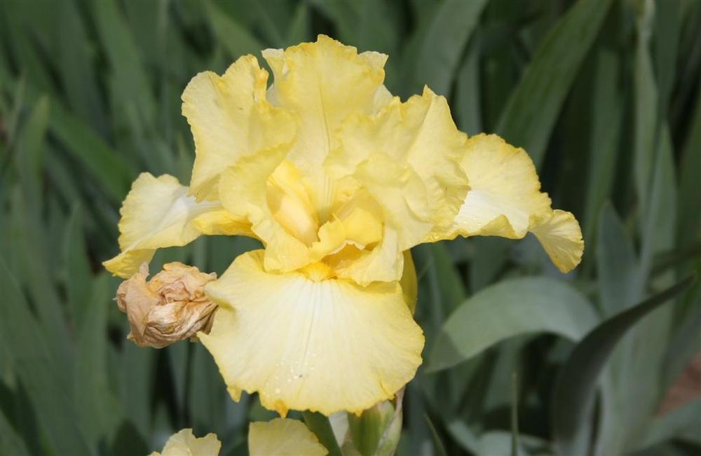 Photo of Tall Bearded Iris (Iris 'Days of Summer') uploaded by KentPfeiffer