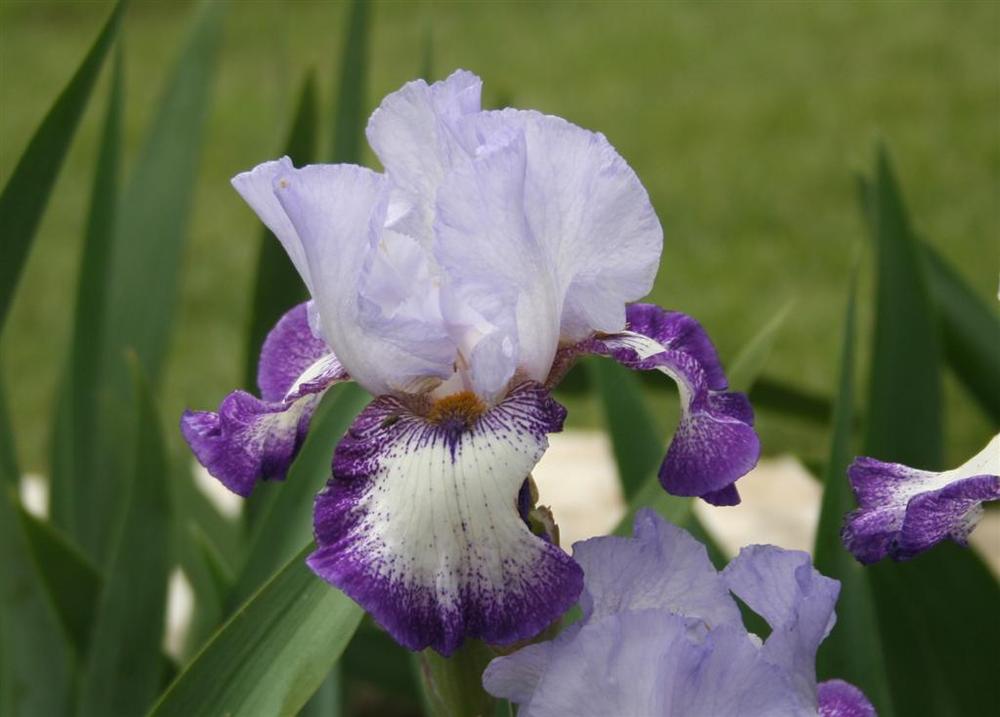 Photo of Tall Bearded Iris (Iris 'Everything Plus') uploaded by KentPfeiffer