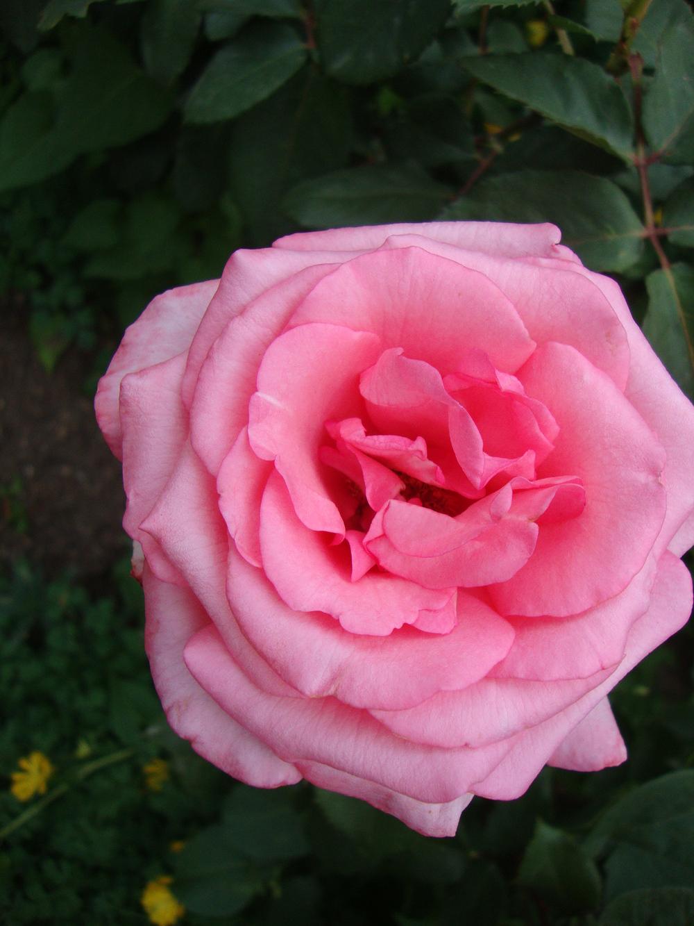 Photo of Rose (Rosa 'Aromatherapy') uploaded by Paul2032