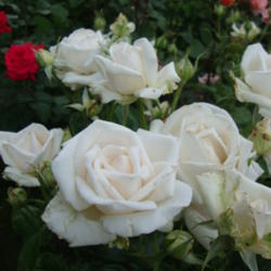 
Date: 2012-06-05
A fragrant white sport of New Zealand