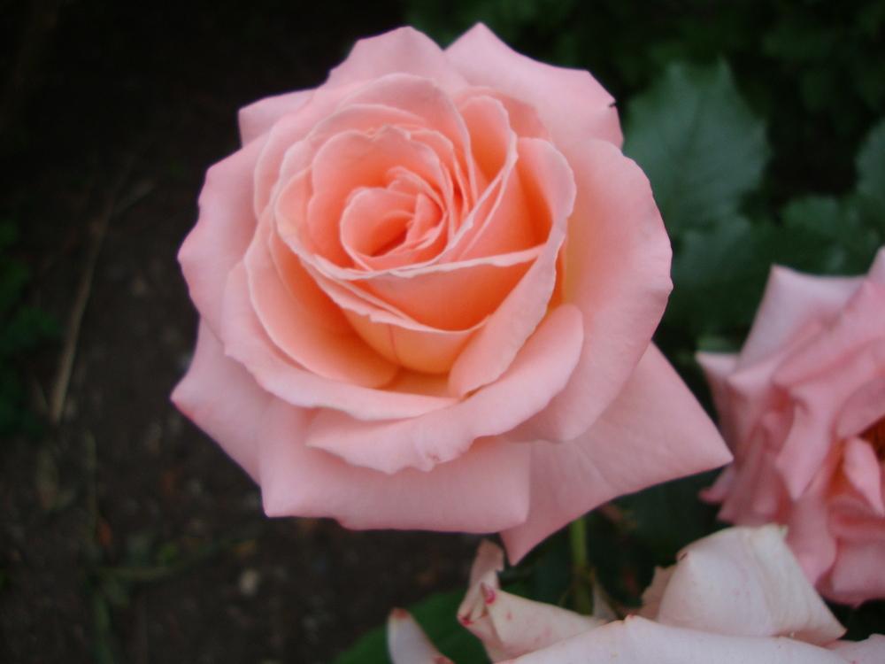 Photo of Rose (Rosa 'Bill Warriner') uploaded by Paul2032