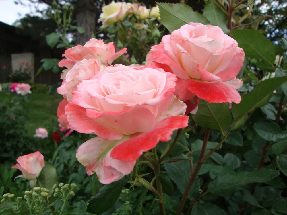 Photo of Rose (Rosa 'Brigadoon') uploaded by Paul2032